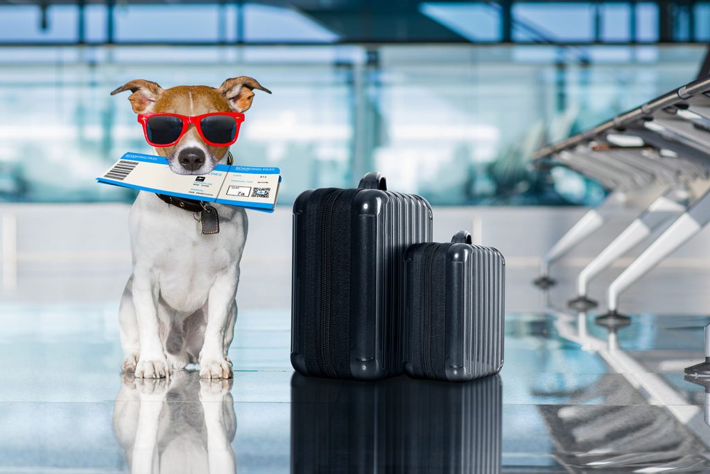 Tips for Traveling with Your Pet Stress-Free