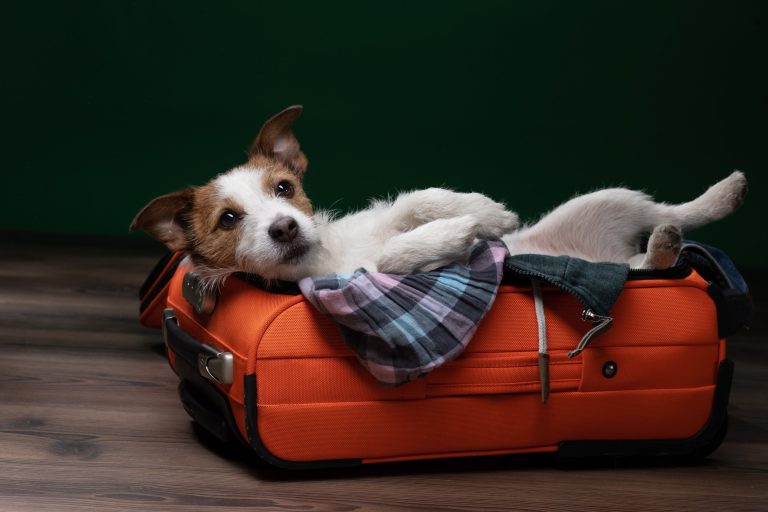 Tips for Traveling with Your Pet Stress-Free