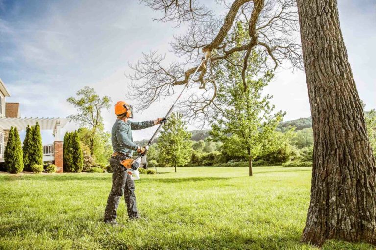 Arborists – Best for Tree Removal, Care and Other Services