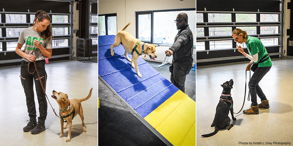 dog training in North Park